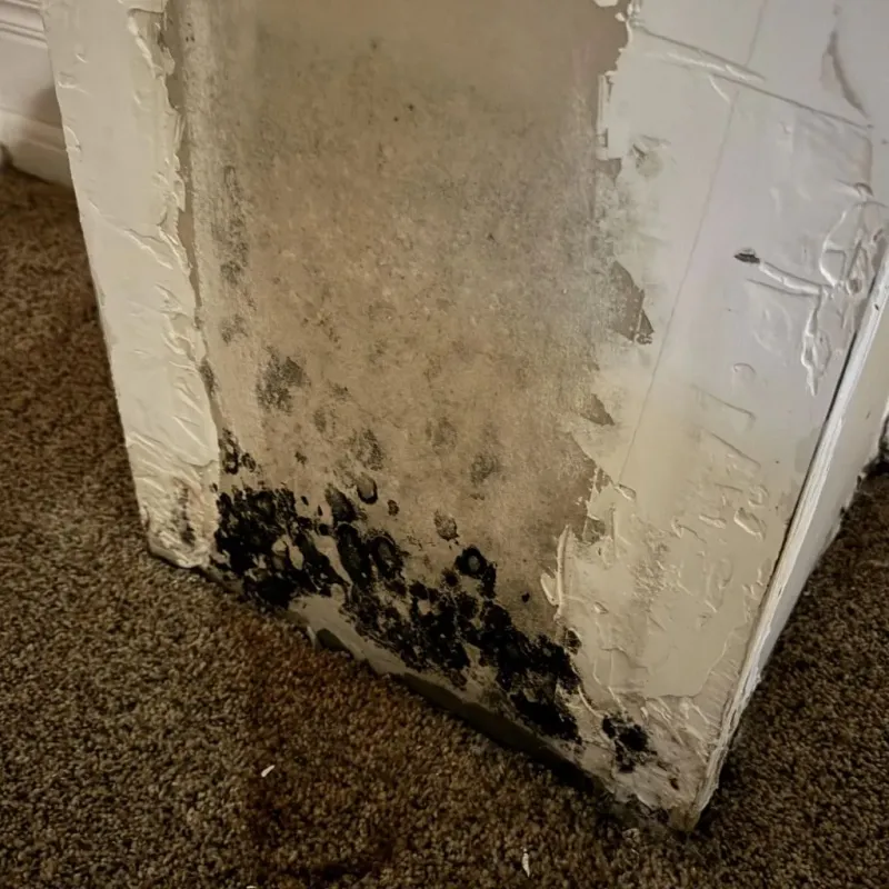 Professional Mold Removal in Polk County, OR